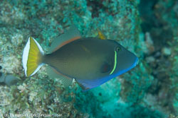 BD-130713-Maldives-0559-Sufflamen-chrysopterum-(Bloch---Schneider.-1801)-[Halfmoon-triggerfish].jpg